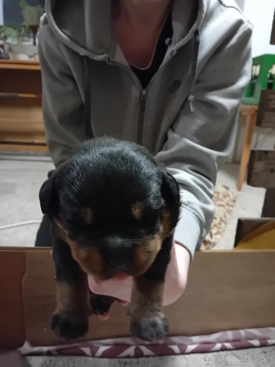 Šteňatá Rottweiler - 14