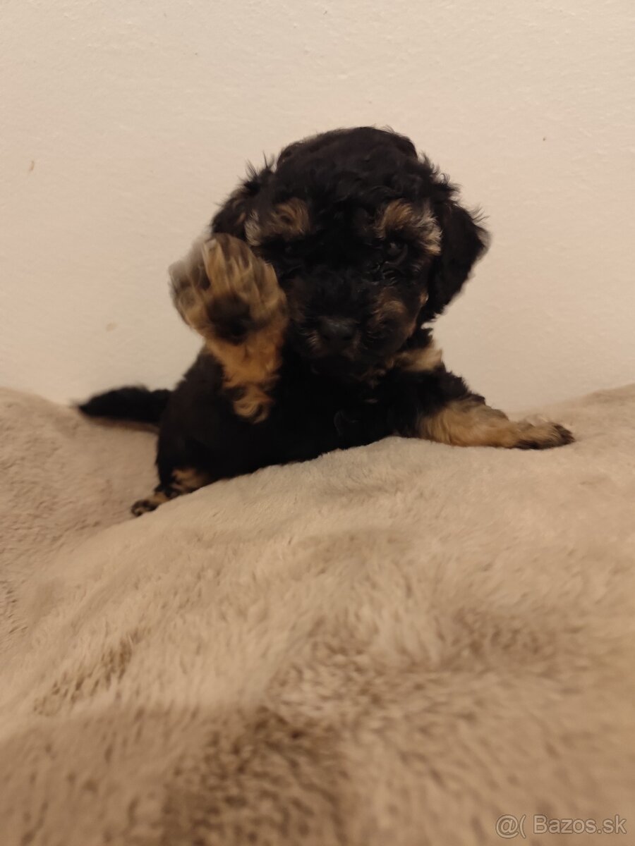 Pudel trpasličí - 14