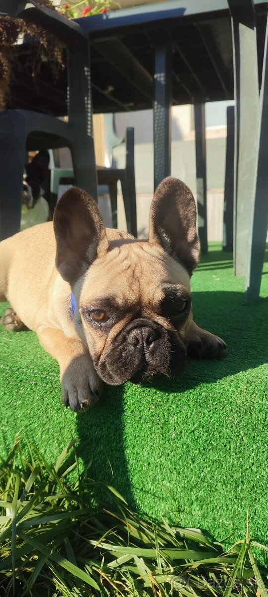 Francúzsky buldoček s PP - 14