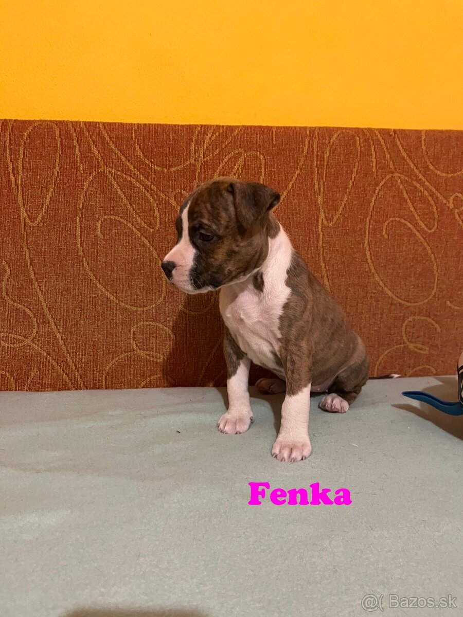 Americky Stafordšírský Terier šteniatka - 14