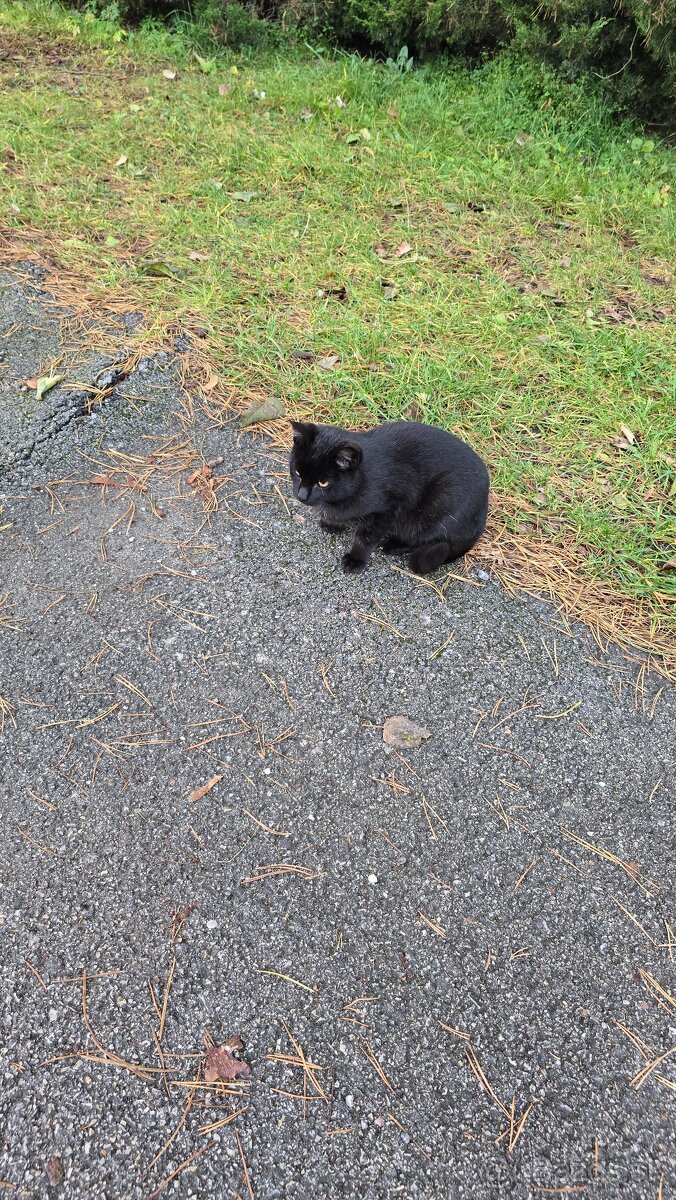 Darujem mačičky - 14