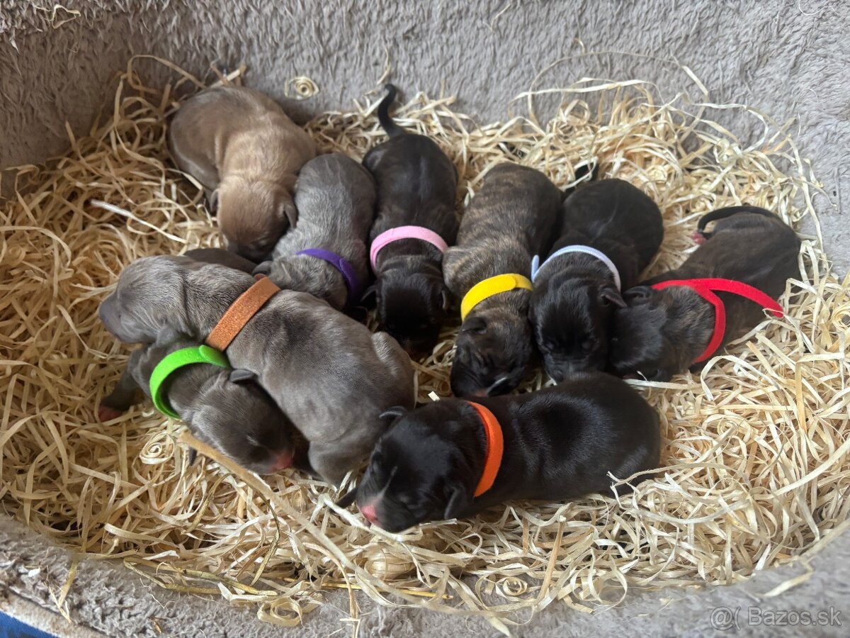 Americký stafordsirsky terier, Stafford, amstaf - 14