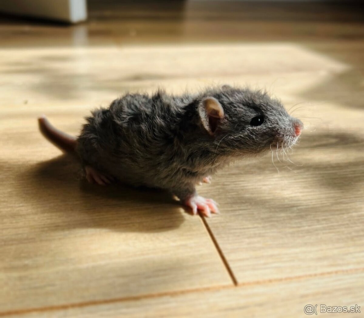 🧸 potkan, potkaníky s vp 🤎 - 14