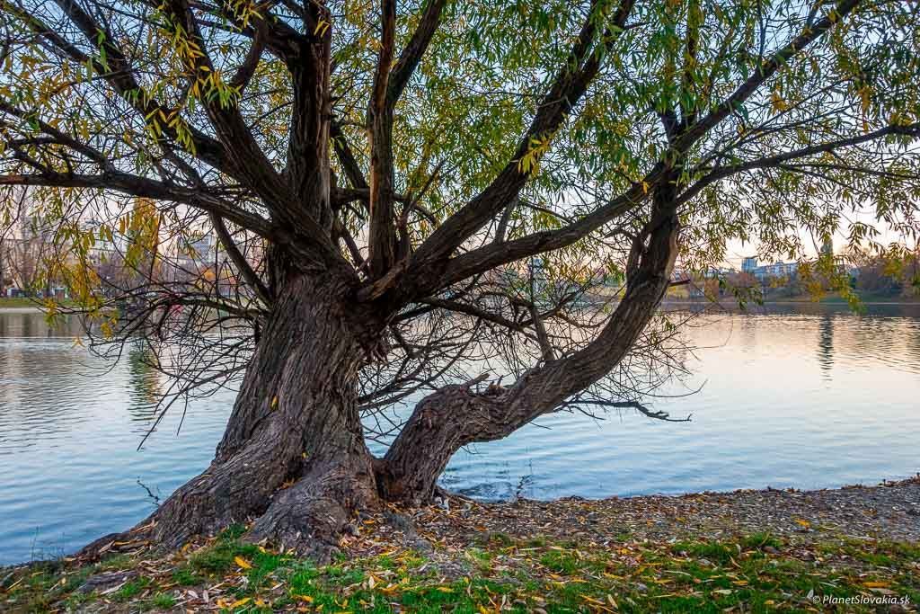 Reprezentatívne kancelárie s výhľadom na jazero, 245 m2 - 14