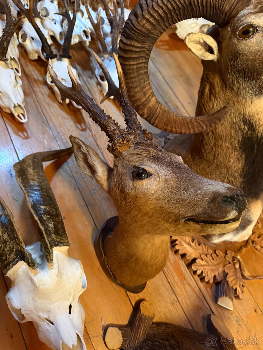 Poľovnícke trofeje - 14