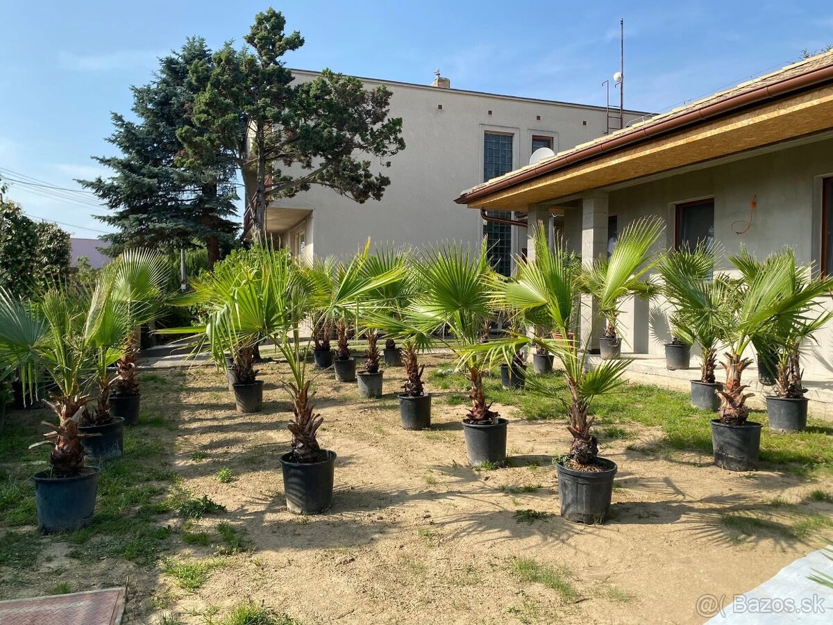 Stredomorské rastliny a palmy - 14