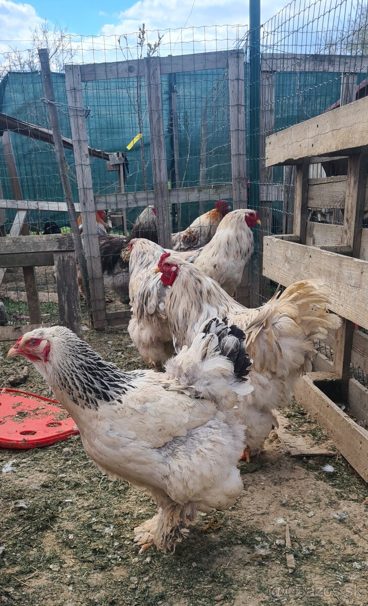 Ponukam nasadove vajicka - 14