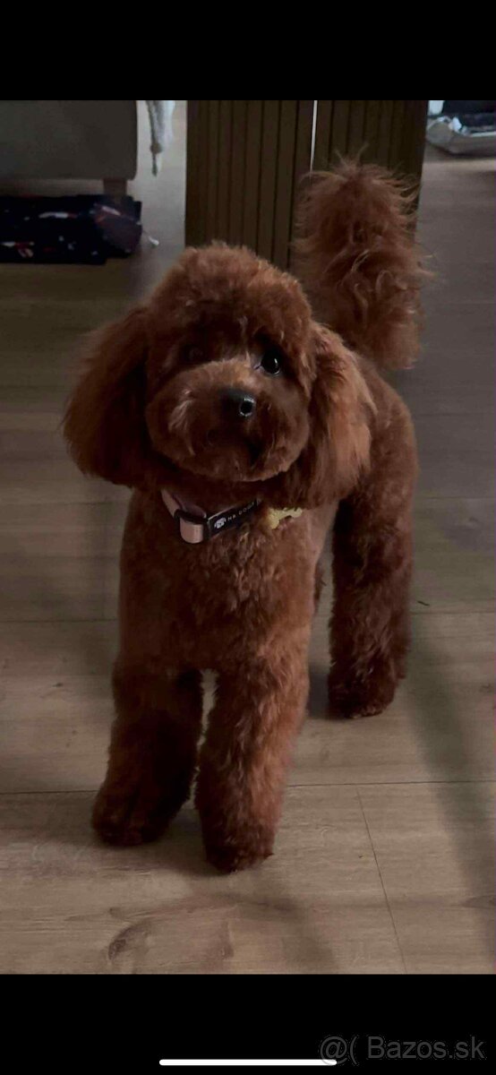 Dark Red miniature / Poodle / Pudlik / Poodel / pudel /pudl - 14