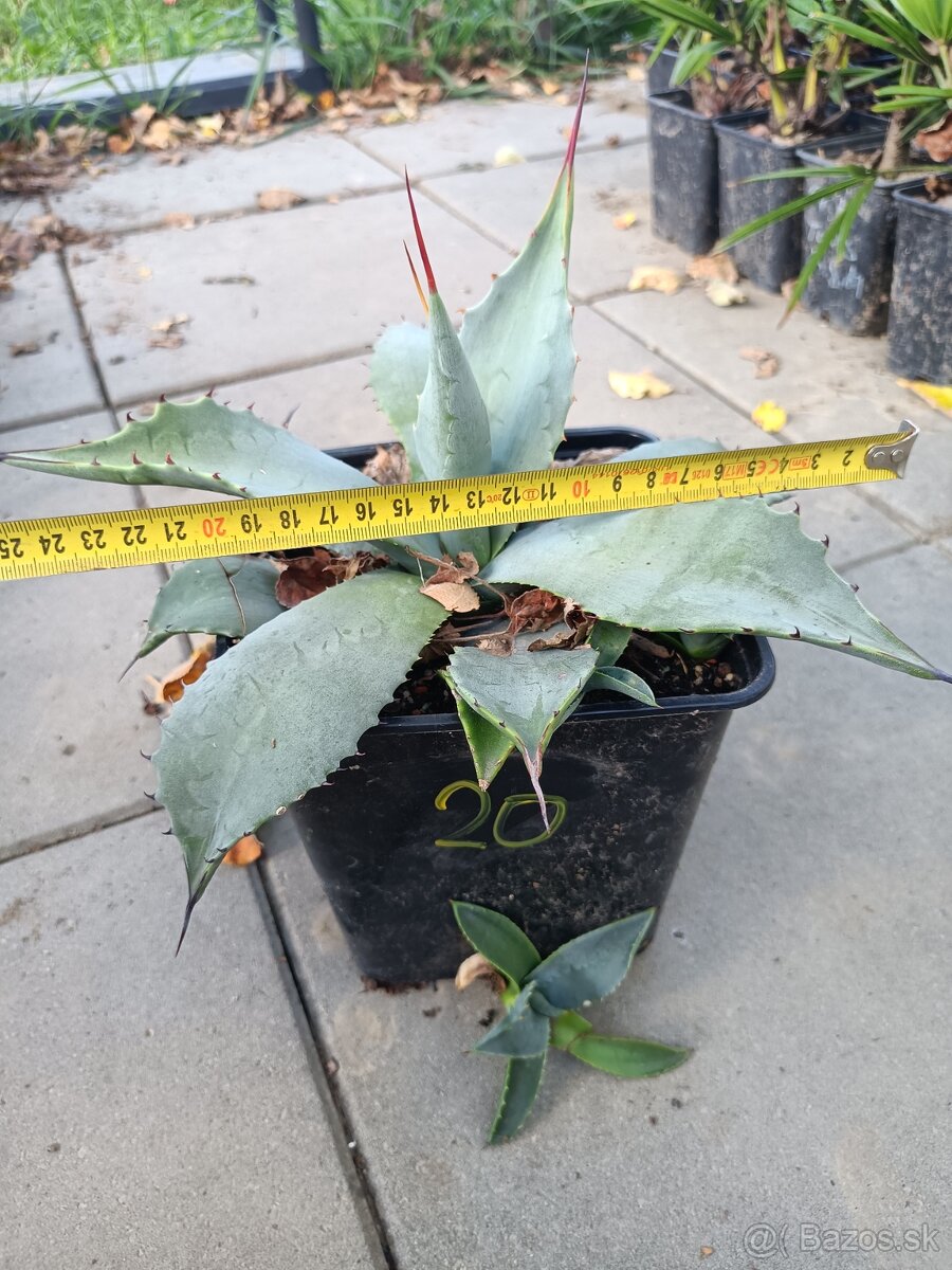 3,5 ročné palmy Trachycarpus Fortunei - 14