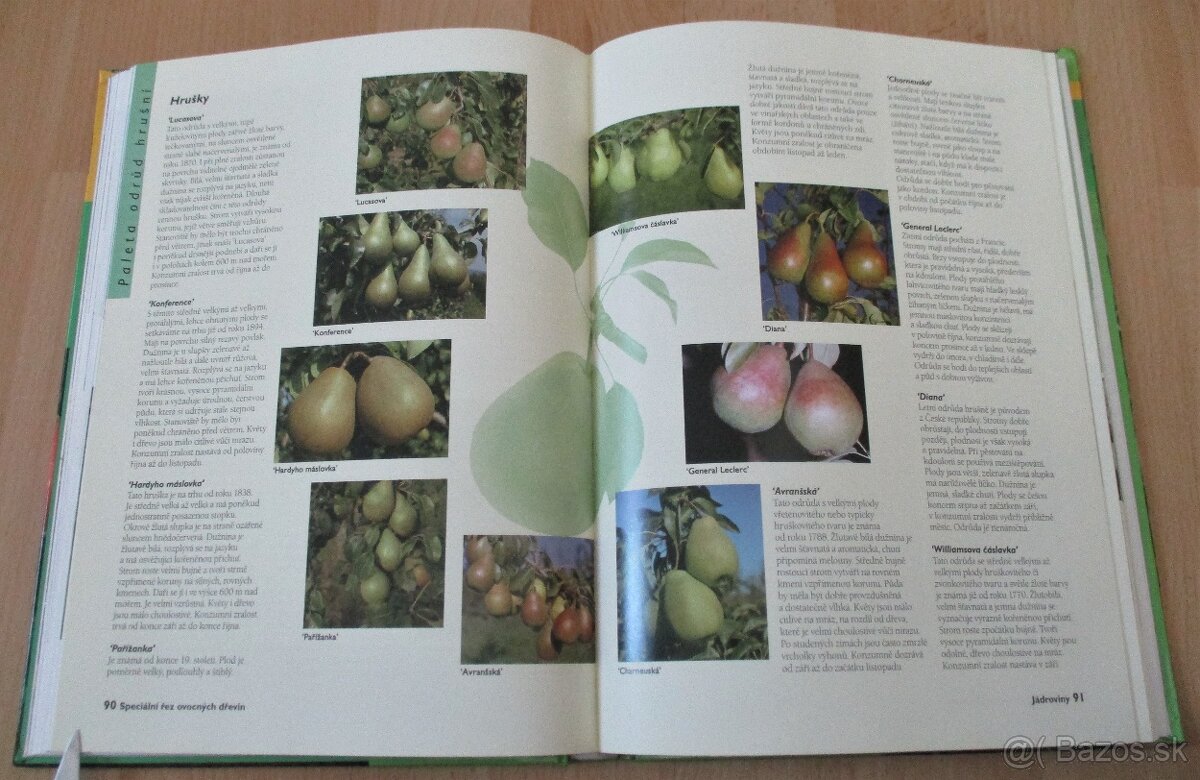 Řez ovocných stromu a keřu - 14