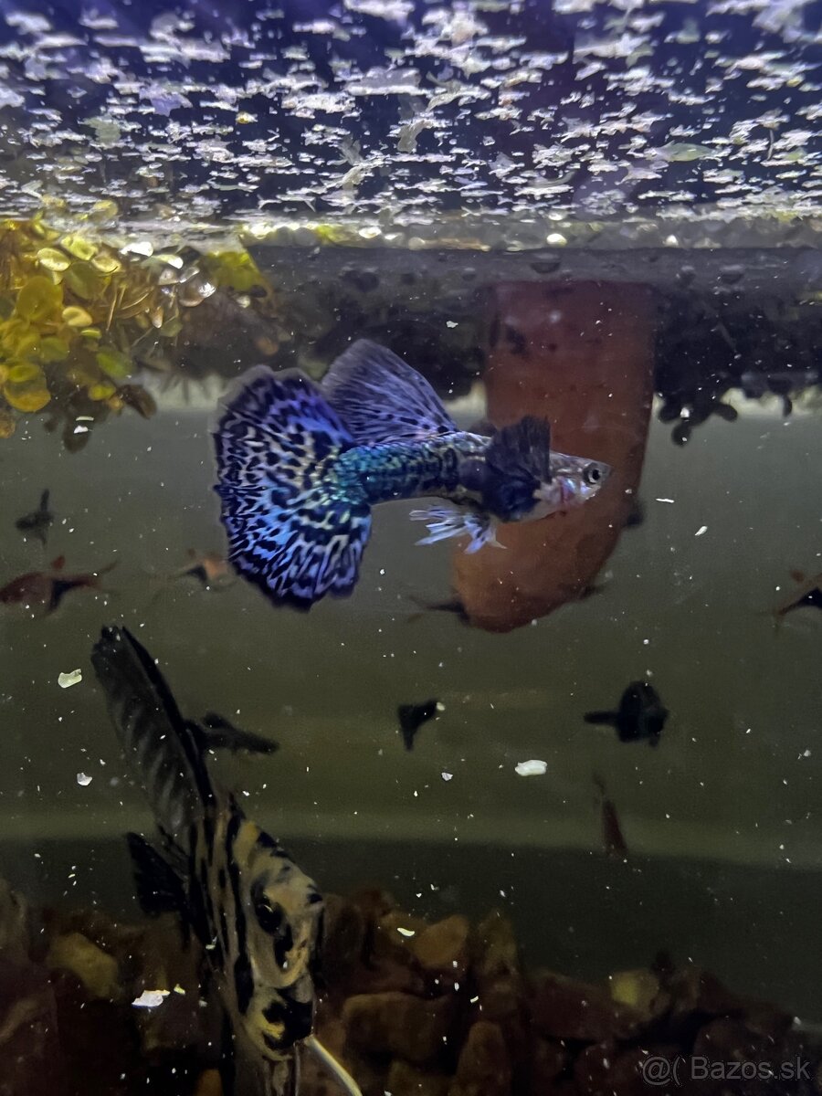 Gupky | Endlerky | Živorodky (NR) - 14