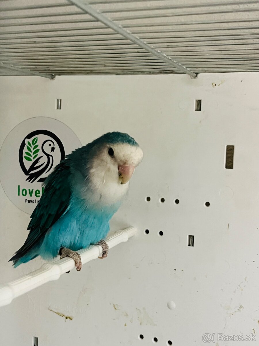 Agapornis Roseicollis - 14