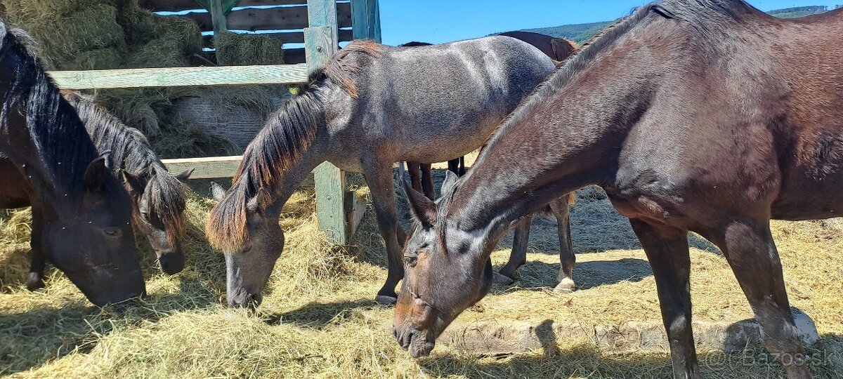 Zrebec pre sezonu 2026, pony - 14