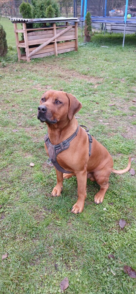 Rhodesian Ridgeback - 14