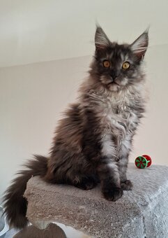 MAINE COON - Mainská mývalia s PP - 14