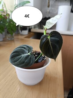 Izbové rastliny - 14