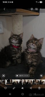 Maine Coon - 14