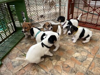 Tricolor Jack Russell šteniatka - 14