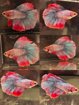Betta Splendens - Bojovnica Pestrá. - 14