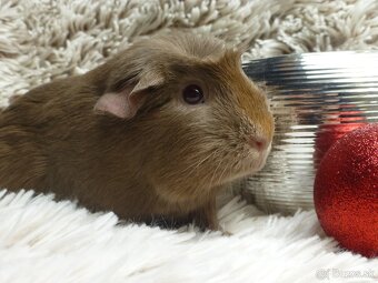 Ušľachtilé morčiatka - 14