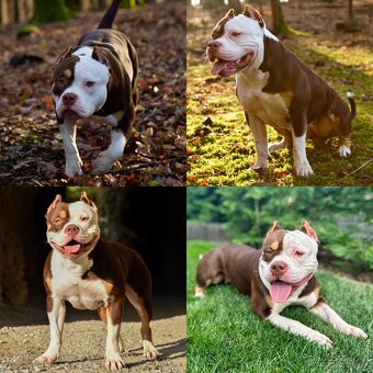 Psík American bully s pp na predaj - 14