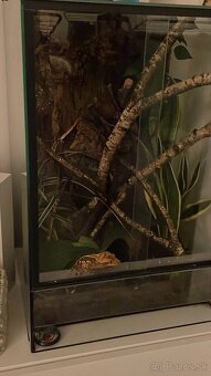 Tri pagekóny riasnaté-samec a dve samičky - 14