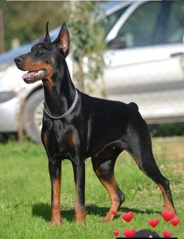 DOBERMAN ŠTENIATKA S FCI P.P - 14