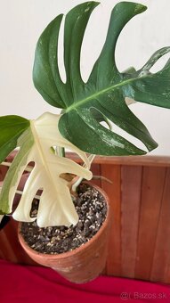 monstera albo variegata - 14