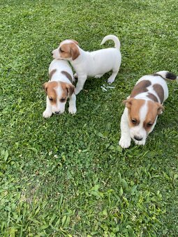 Jack russel terier - 14