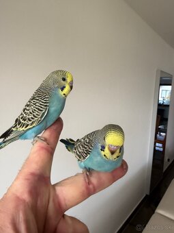 Andulky mlada Maznačik - 14