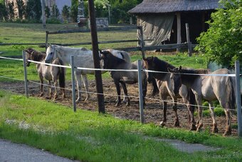 Prenájom – Bruty – farma s rodinným domom 306/22 - 14