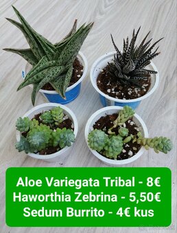 Predám izbové rastliny - 14