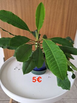 Mix izbových rastlín: Tučnolist, Prýštec, Euphorbia - 14