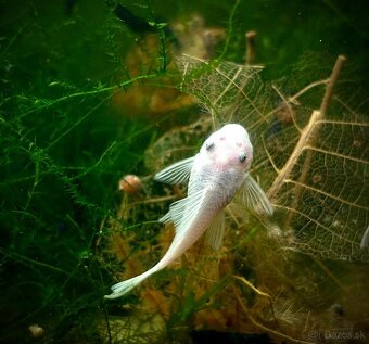 gupky (čisté formy) - 14