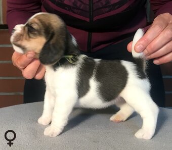 Bígel Beagle Bigl s PP FCI - 14