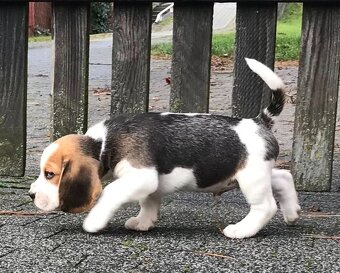 Bígel Beagle Bigl s PP FCI - 14