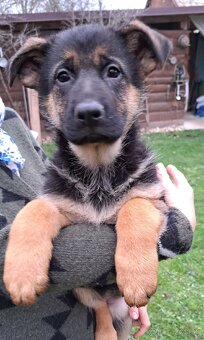 Nemecký ovčiak - šteniatka - 14