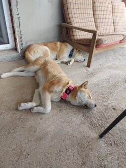 Akita Inu - 14
