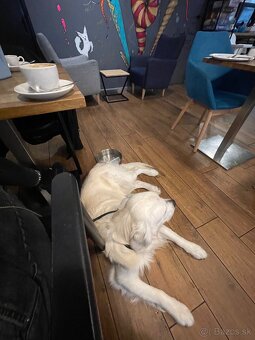 Zlatý Retriever na krytie s PP - 14