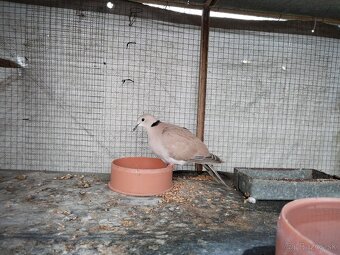 Predám vtáctvo - 14