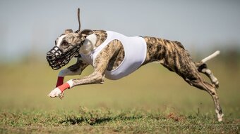 Whippet s PP - 14