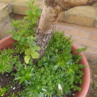 ▶️▶️ izbové BONSAI -tučnolist ▶️▶️ - 14