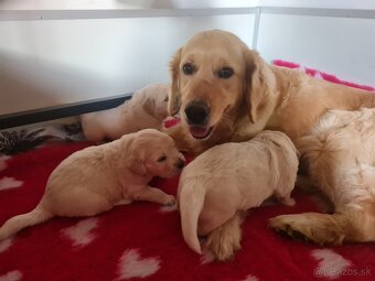 Zlatý retriever - šteniatka s PP, poslední 2 chlapci voľní - 14