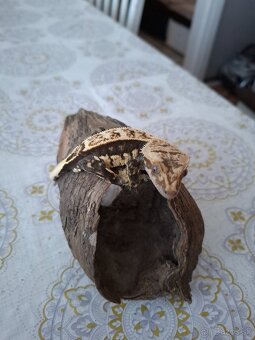 Pagekon Riasnaty - 14