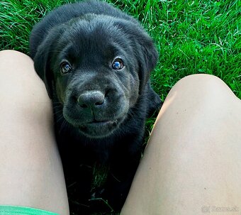 IHNED K ODBĚRU Labradorský Retriever s PP - 14