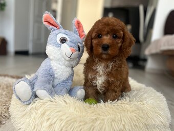 Miniature poodle, pudlik, pudel - 14