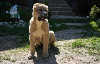 Alabai-Stredoázijský ovčiak, Šteniatka. - 14