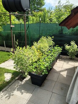 Ponúkam na predaj záhradnú chatku,zahradu - 14