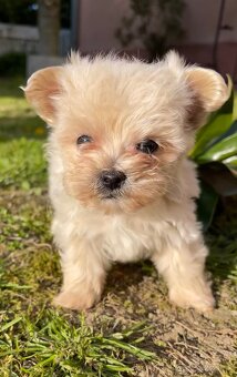 Maltipoo - 14