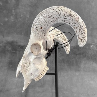 Vyrezávaná lebka barana na kovovom stojane - motív Infinity - 14